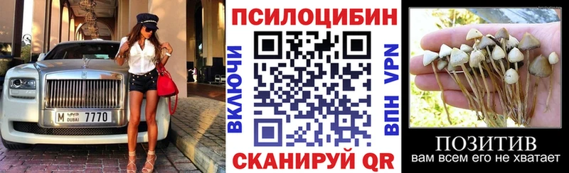 Купить  Шатура  Псилоцибиновые грибы Psilocybe 